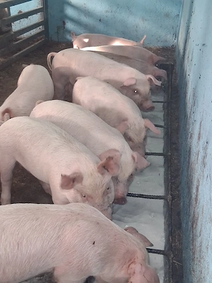 De vânzare purcei de 8 săptămâni! 