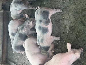 De vânzare purcei 7 săptămâni 