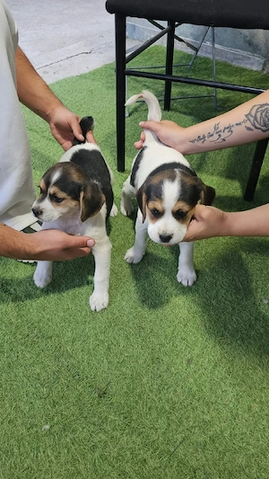 Vând Beagle 2  femele