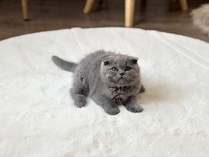 Scottish fold