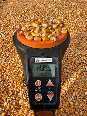 porumb boabe cu 1,2 lei kg 