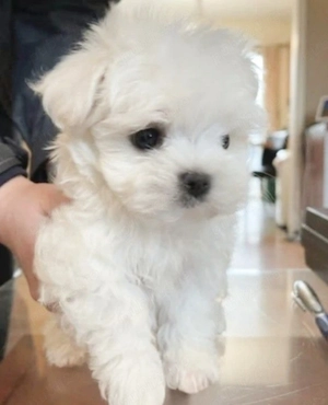 Bichon maltez mini toy