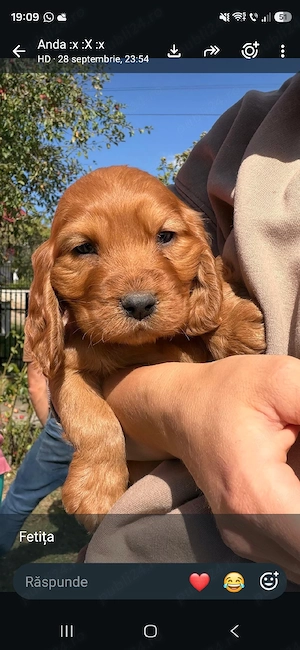  fetite Cocker Spaniel auriu