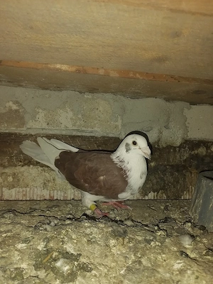 Porumbei voiajori rosi baltati