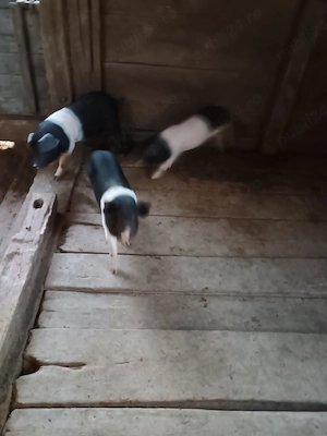 disponibil purceii Bazna de 7 săptămâni 2masvuli și 1fetită 