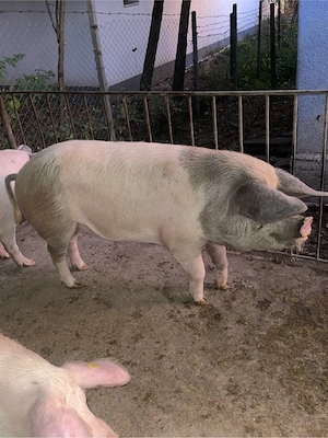 Porc de vanzare - imagine 5