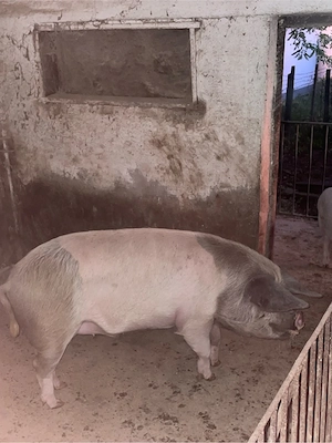 Porc de vanzare - imagine 2