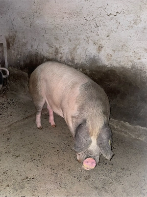 Porc de vanzare - imagine 4