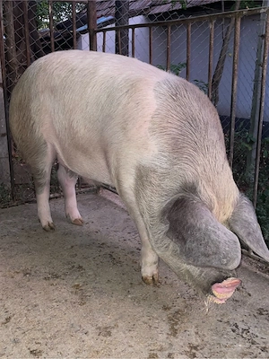 Porc de vanzare - imagine 3