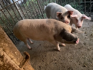 Porc de vanzare