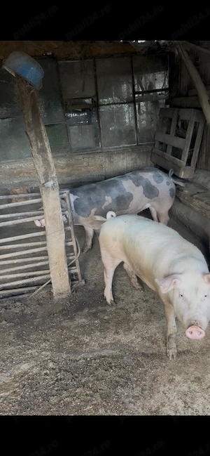 Purcei   porci proțap diverse mărimi 