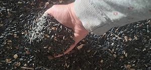 Floarea soarelui
