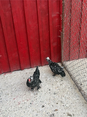 Găini și cocoși pitici , incalțați , moțați , barboși . - imagine 3