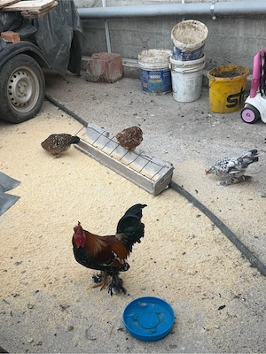 Găini și cocoși pitici , incalțați , moțați , barboși . - imagine 5