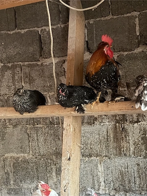 Găini și cocoși pitici , incalțați , moțați , barboși . - imagine 2