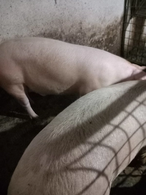 Porci de vânzare 