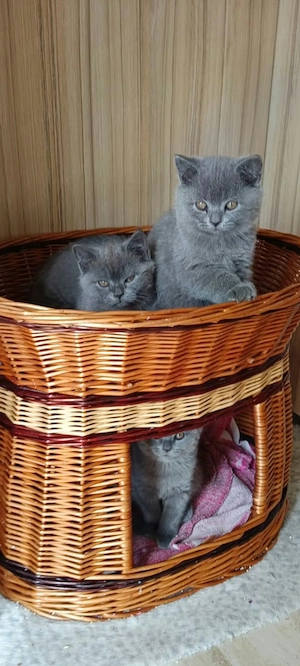 Pui British Shorthair Disponibili petru rezervare - imagine 5