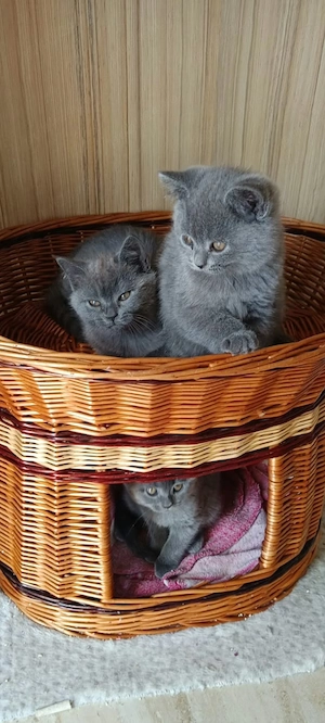 Pui British Shorthair Disponibili petru rezervare - imagine 2