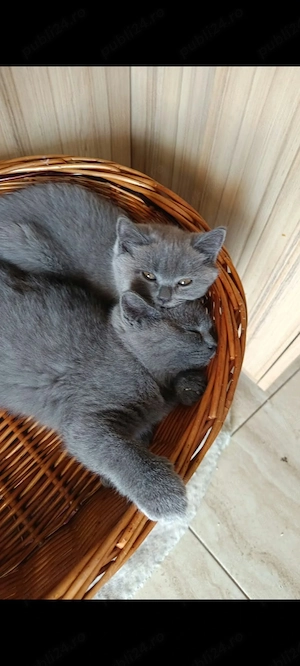 Pui British Shorthair Disponibili petru rezervare - imagine 4