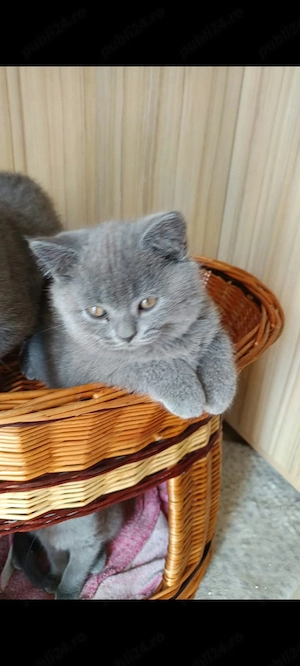 Pui British Shorthair Disponibili petru rezervare - imagine 3
