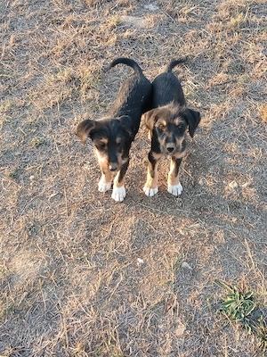 erder terrier cu copoi - imagine 4