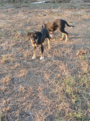 erder terrier cu copoi - imagine 2
