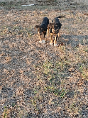erder terrier cu copoi