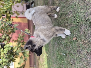 Pui Akita American  - imagine 2