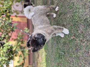 Pui Akita American 