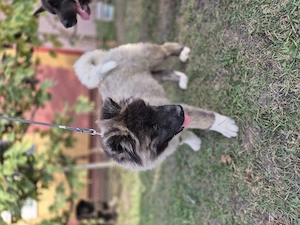 Pui Akita American  - imagine 3