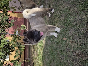 Pui Akita American  - imagine 4