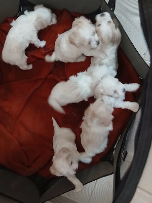 catei bichon