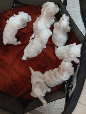 catei bichon - imagine 2