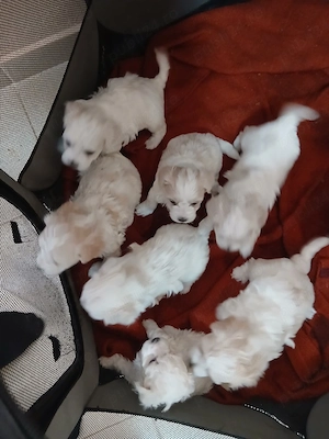 catei bichon - imagine 3