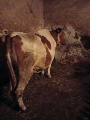 Vaca baltata 