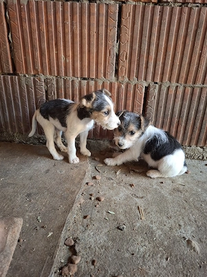 Vand catei Fox Terrier - imagine 2