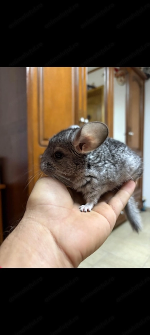 Pui chinchilla 