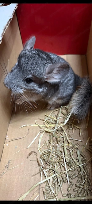 Pui chinchilla  - imagine 2