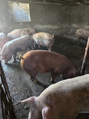 porci de vanzre - imagine 2
