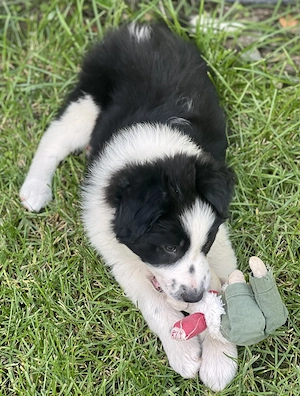 Câine Border Collie 