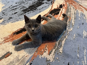 British Shorthair