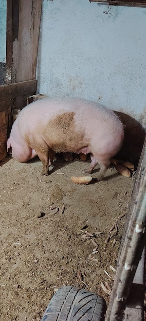 Porc de tara - imagine 3