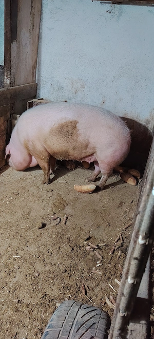 Porc de tara