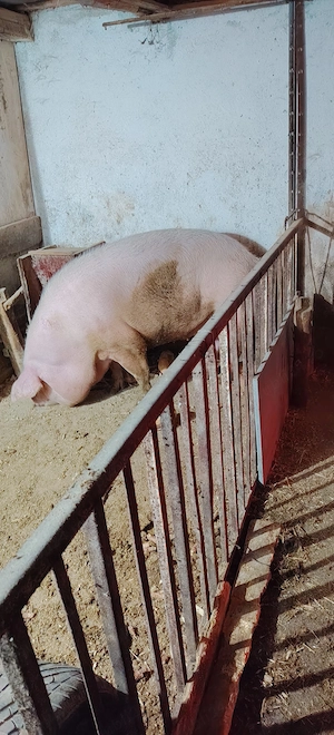 Porc de tara - imagine 2