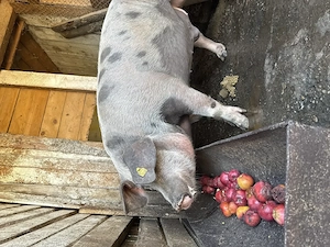 Porc de Crăciun crescut natural 15 lei kg - imagine 4