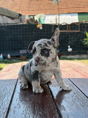 Bulldog francez 