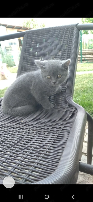 Pisica british shorthair blue