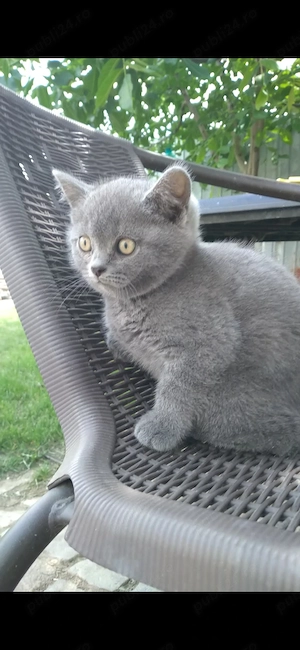 Pisica british shorthair blue - imagine 2