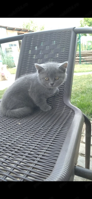 Pisica british shorthair blue - imagine 3