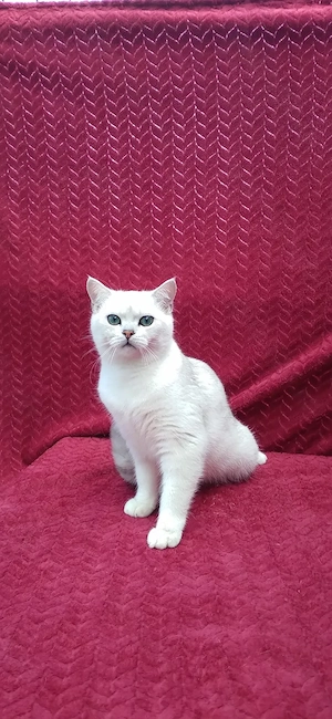 Motanel british shorthair chinchila silver - imagine 3